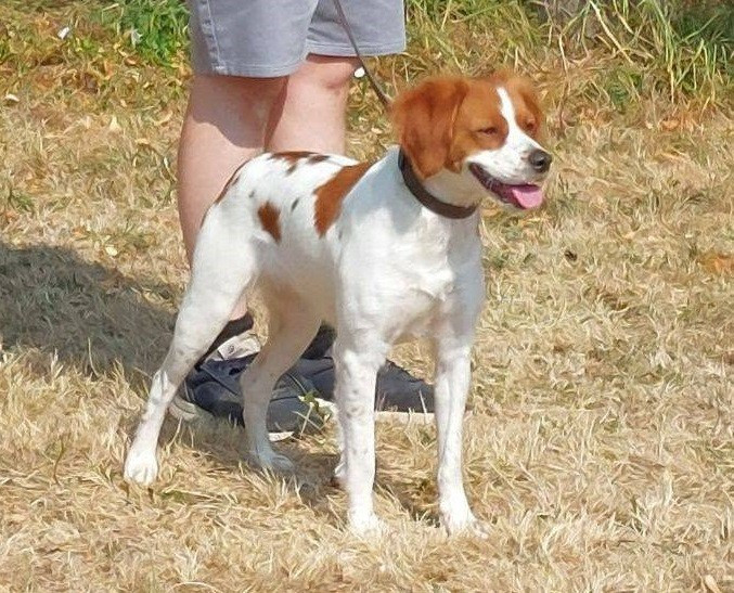 Exposition Canine Maltot du 14/07/2026