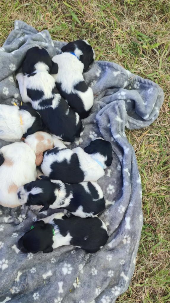 8 Chiots de Sephiroth et de Raven