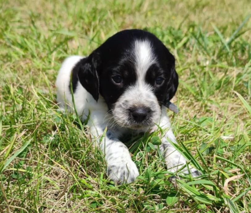 Du Bois De Nibel - Chiots disponibles - Epagneul Breton