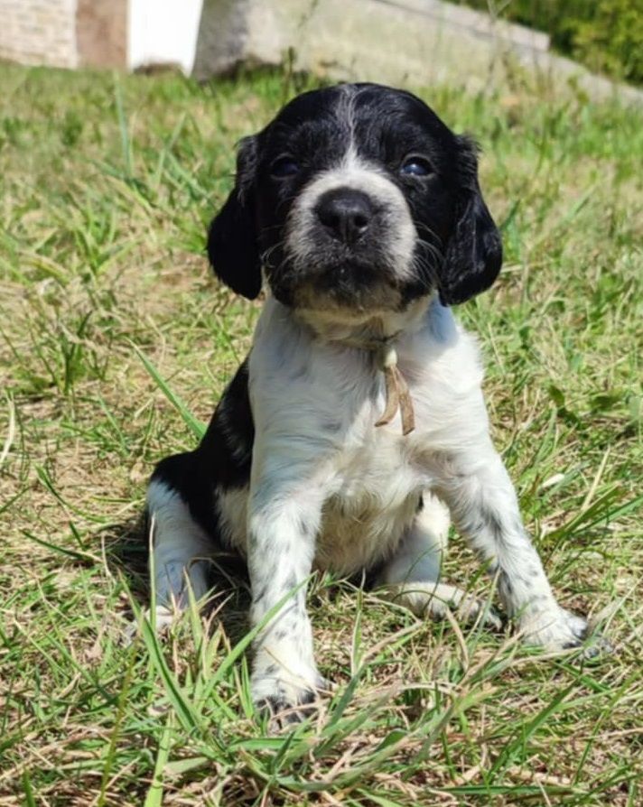 Du Bois De Nibel - Chiots disponibles - Epagneul Breton
