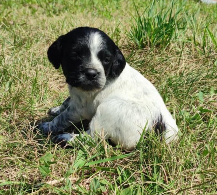 Du Bois De Nibel - Chiots disponibles - Epagneul Breton