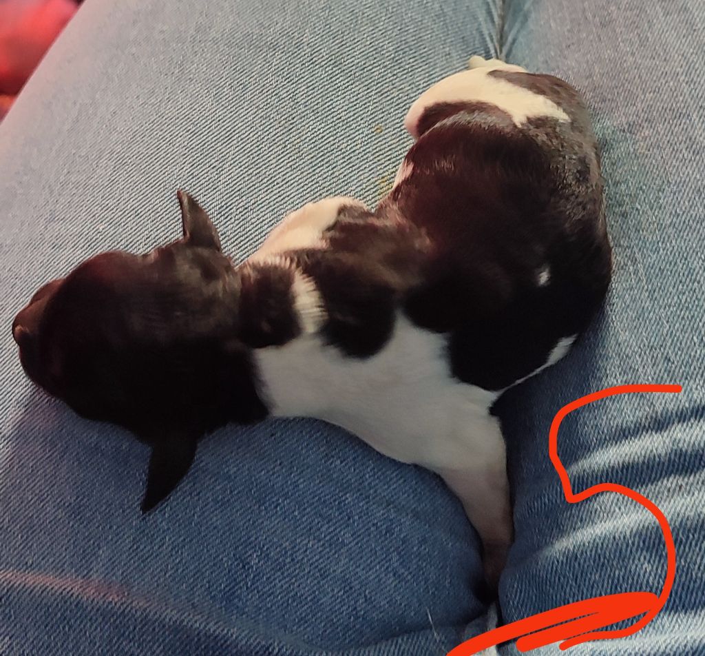 Du Bois De Nibel - Chiots disponibles - Epagneul Breton