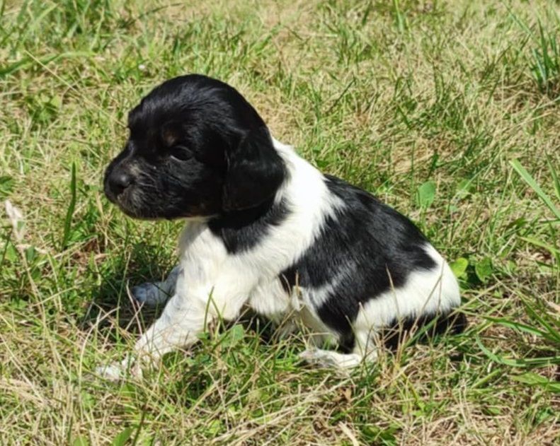 Du Bois De Nibel - Chiots disponibles - Epagneul Breton