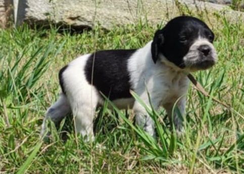 Du Bois De Nibel - Chiots disponibles - Epagneul Breton